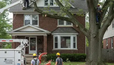 Tree service crew in Pittsburgh, PA providing professional tree removal and trimming services