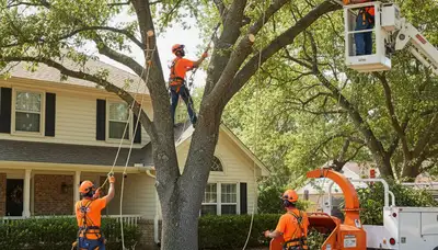 Arbor Tree Care crew performing tree trimming in Pittsburgh, PA for safer, healthier trees